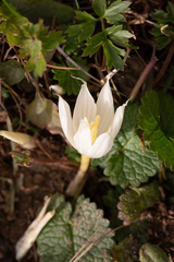 Crocus vallicola