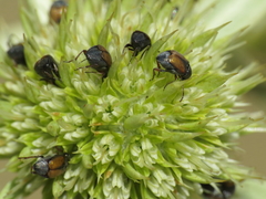 Bruchidius biguttatus