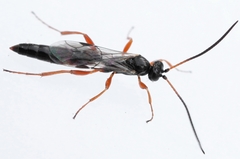 Hemichneumon subdolus