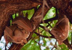 Epomophorus crypturus