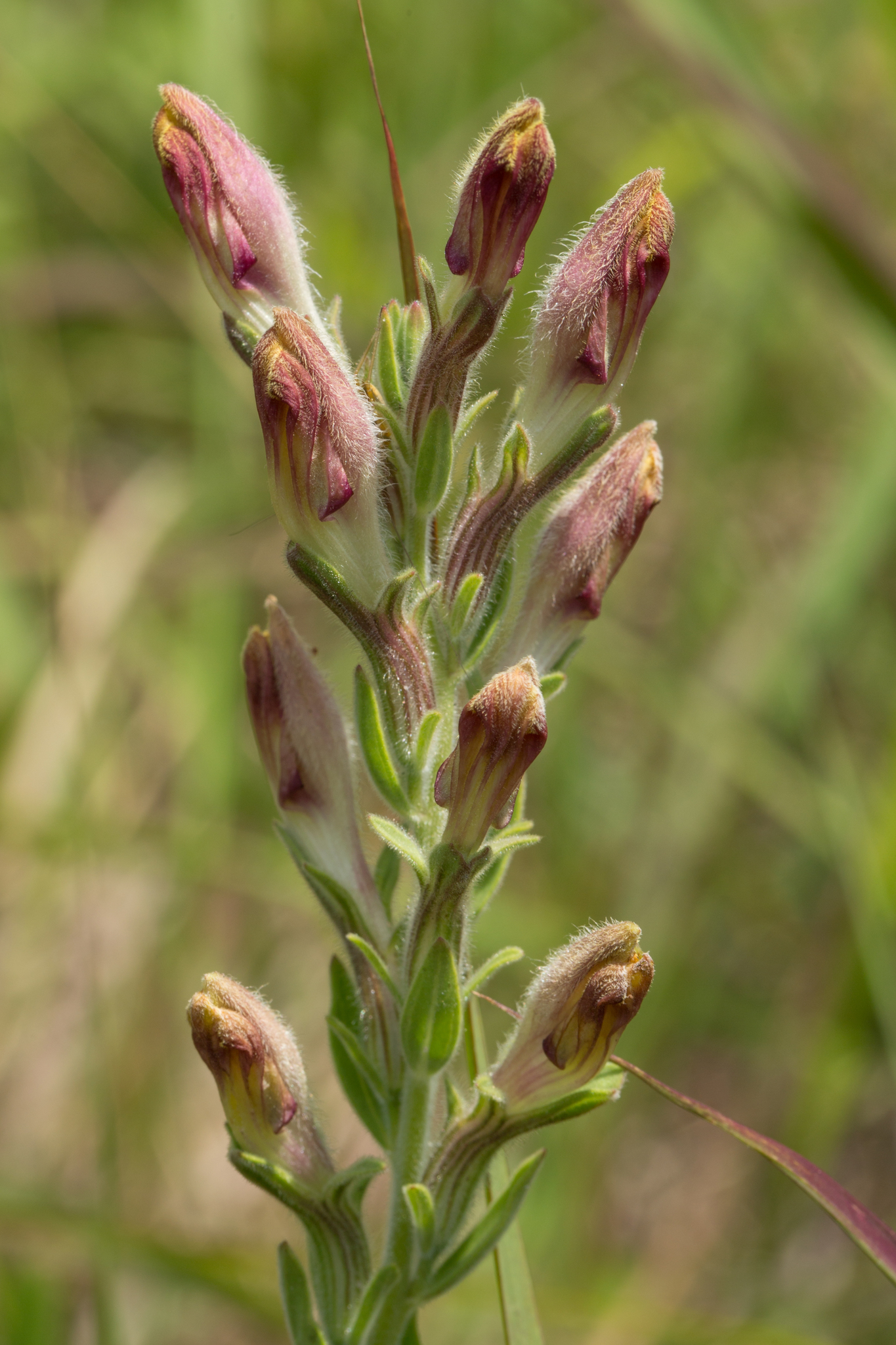 Schwalbea americana