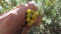 Monticalia ledifolia