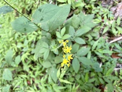 Agrimonia pilosa japonica