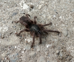 Selenocosmiinae