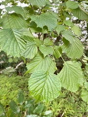 Euptelea polyandra