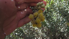 Monticalia ledifolia