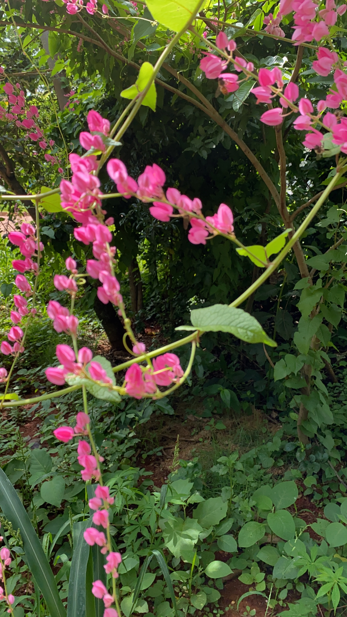 Antigonon leptopus