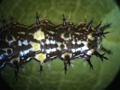 Polygonia interrogationis