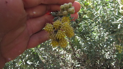 Monticalia ledifolia