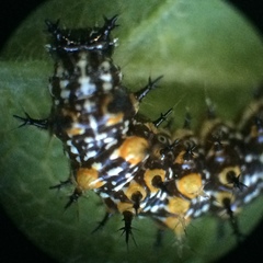 Polygonia interrogationis