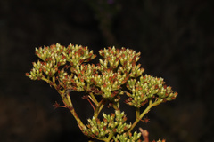 Crassula multiflora