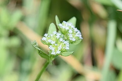 Valerianella carinata