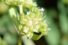 Valerianella carinata