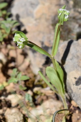 Valerianella carinata