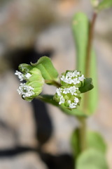 Valerianella carinata