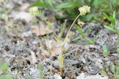 Valerianella carinata