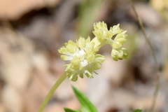 Valerianella carinata