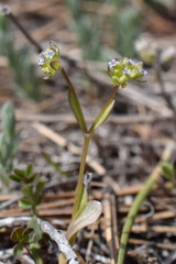 Valerianella carinata