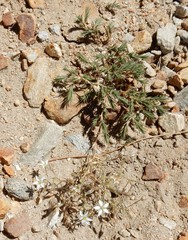 Sabulina nuttallii