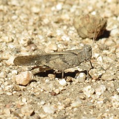 Trimerotropis thalassica