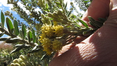 Monticalia ledifolia