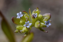 Valerianella carinata