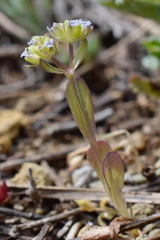 Valerianella carinata