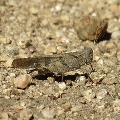 Trimerotropis thalassica