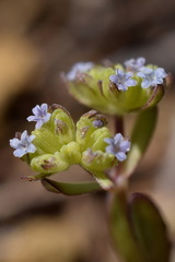 Valerianella carinata