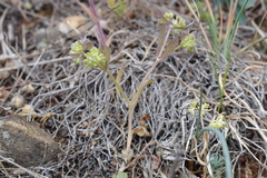 Valerianella carinata