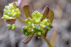 Valerianella carinata
