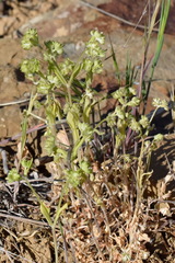 Valerianella carinata