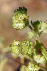 Valerianella carinata