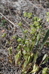 Valerianella carinata