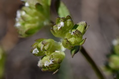 Valerianella carinata