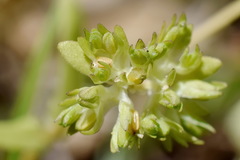 Valerianella carinata