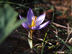 Crocus nivalis