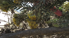 Monticalia ledifolia