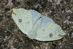 Topomesoides jonasii