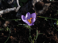 Crocus nivalis