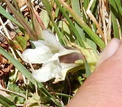 Gentiana newberryi