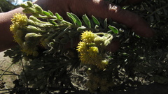 Monticalia ledifolia