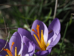 Crocus nivalis
