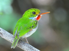 Todus multicolor