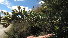 Monticalia ledifolia