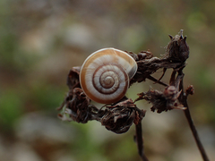 Helicella itala