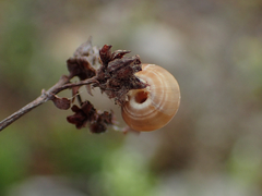 Helicella itala