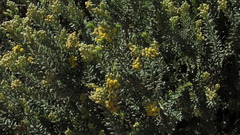 Monticalia ledifolia