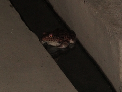 Leptodactylus vastus