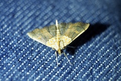 Agrotera nemoralis